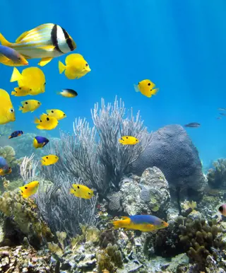 Abtauchen in Fernando de Noronha